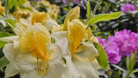 GäM2: Exkursion zur Rhododendronblüte nach Bad Sassendorf